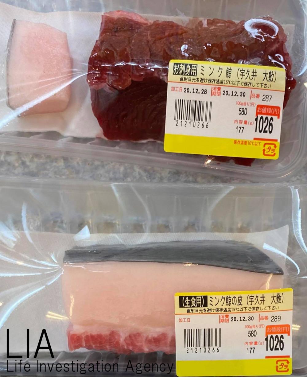 是生命還是漁獲？從日本漁業混獲的小鬚鯨遭處決談起- 窩窩｜專注為動物發聲的獨立媒體