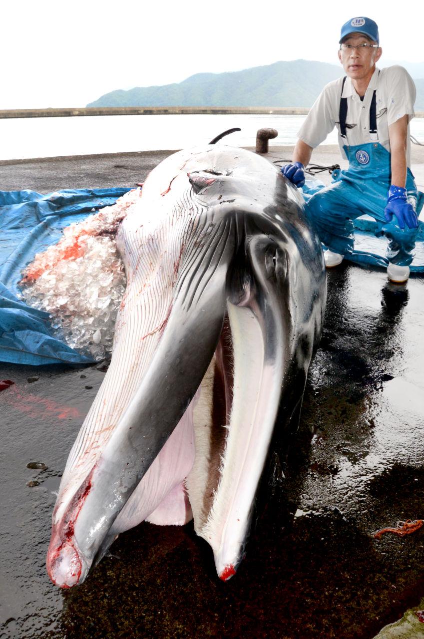 是生命還是漁獲？從日本漁業混獲的小鬚鯨遭處決談起- 窩窩｜專注為動物發聲的獨立媒體