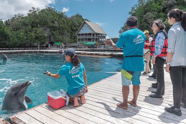 拯救血色海灣的海豚 卻成另一個終生圈養的展演聖地 帛琉海豚灣 上 窩窩 專注為動物發聲的獨立媒體
