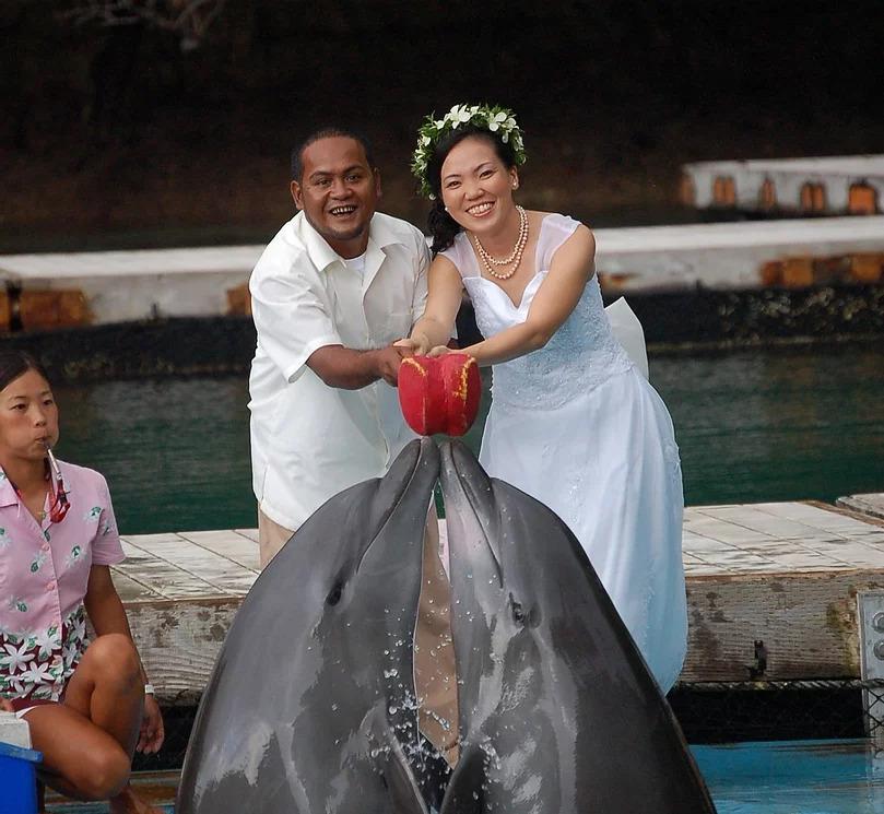 拯救血色海灣的海豚 卻成另一個終生圈養的展演聖地 帛琉海豚灣 上 窩窩 專注為動物發聲的獨立媒體