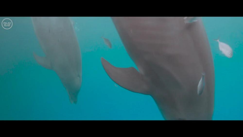 C:UsersappleDesktop窩窩+泛科學文章窩窩窩窩#6-帛琉海豚灣，是海豚的天堂還是地獄使用的圖片海豚灣.JPG