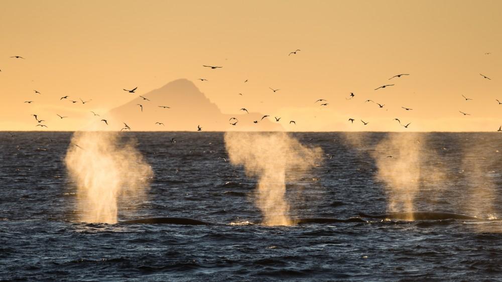 鯨魚噴氣