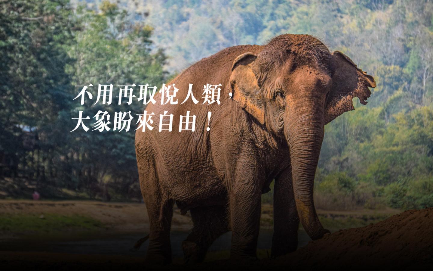 泰國展演大象轉型