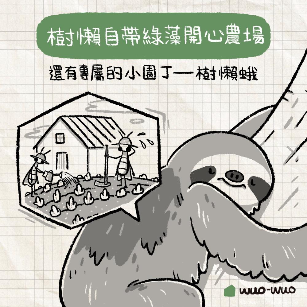 動物冷知識|樹懶小秘密 - 窩窩|專注為動物發聲的獨立媒體