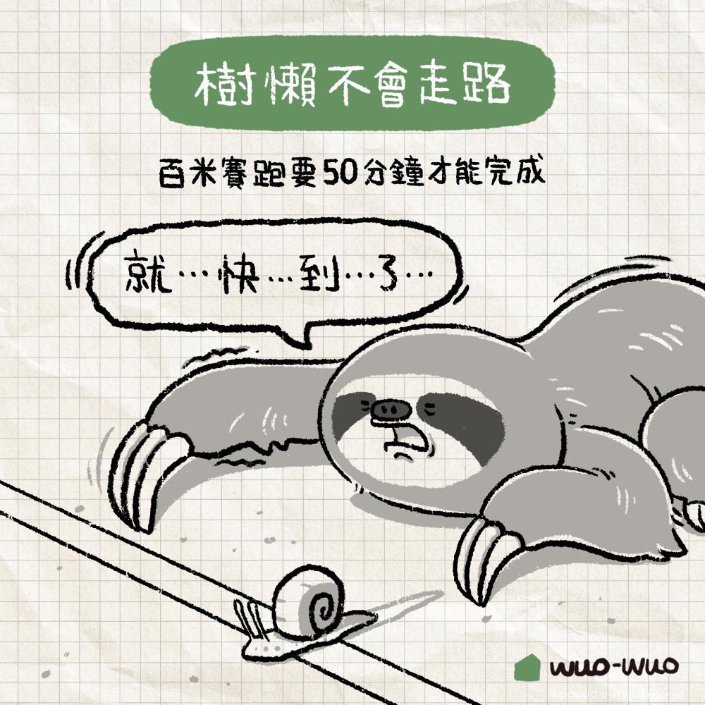 動物冷知識|樹懶小秘密 - 窩窩|專注為動物發聲的獨立媒體