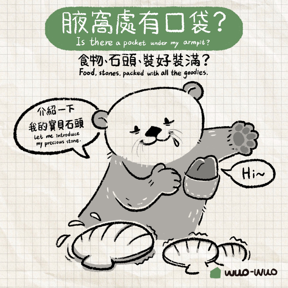 動物冷知識|海獺小秘密 - 窩窩|專注為動物發聲的獨立媒體
