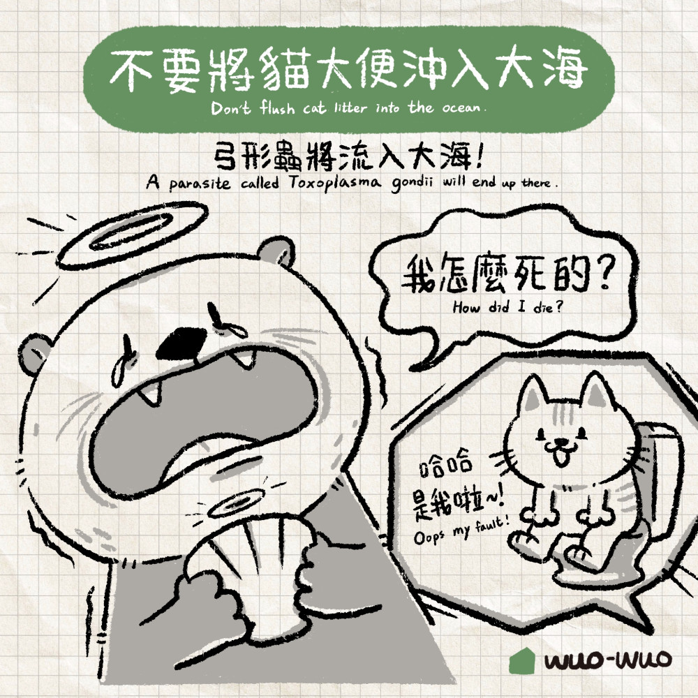 動物冷知識|海獺小秘密 - 窩窩|專注為動物發聲的獨立媒體