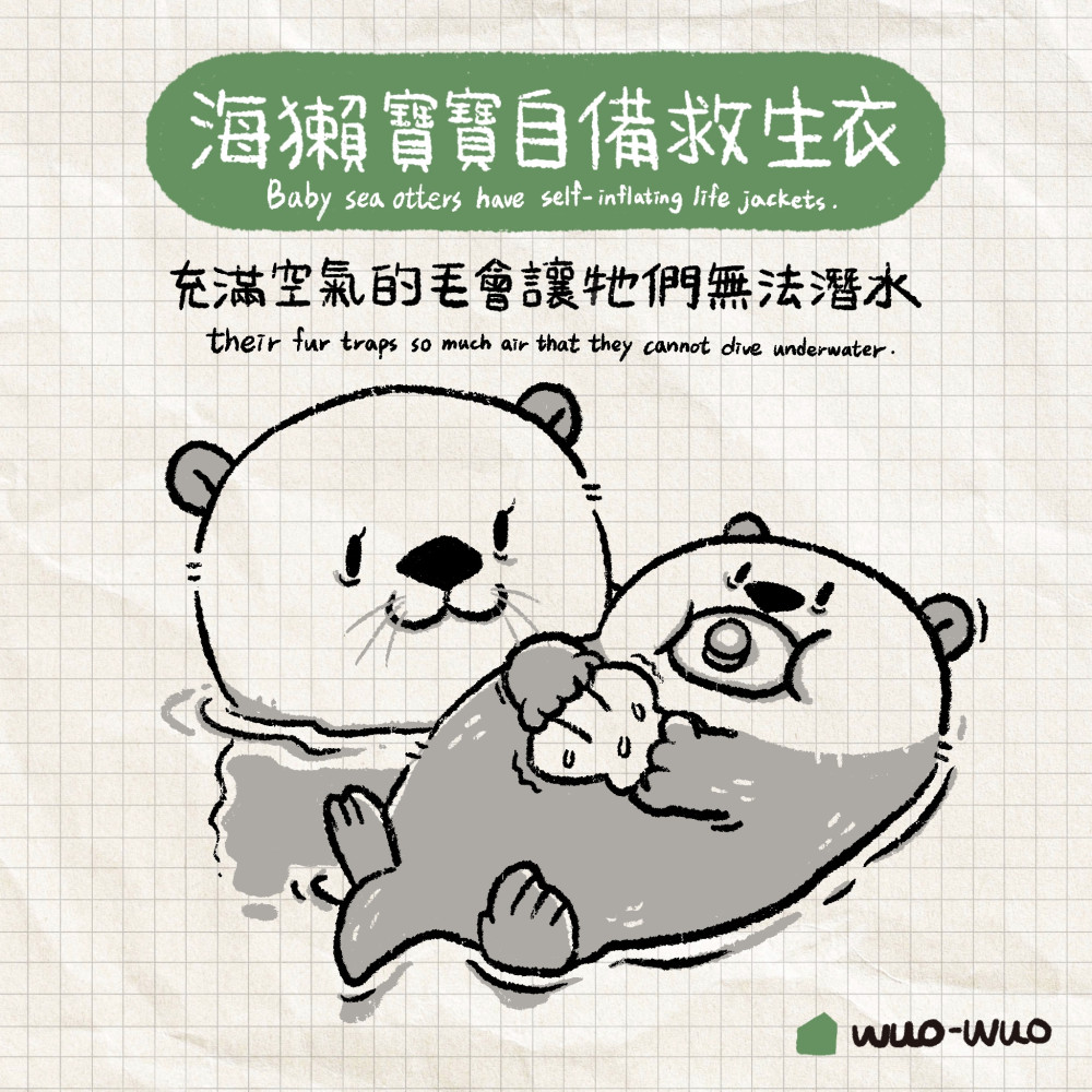 動物冷知識|海獺小秘密 - 窩窩|專注為動物發聲的獨立媒體