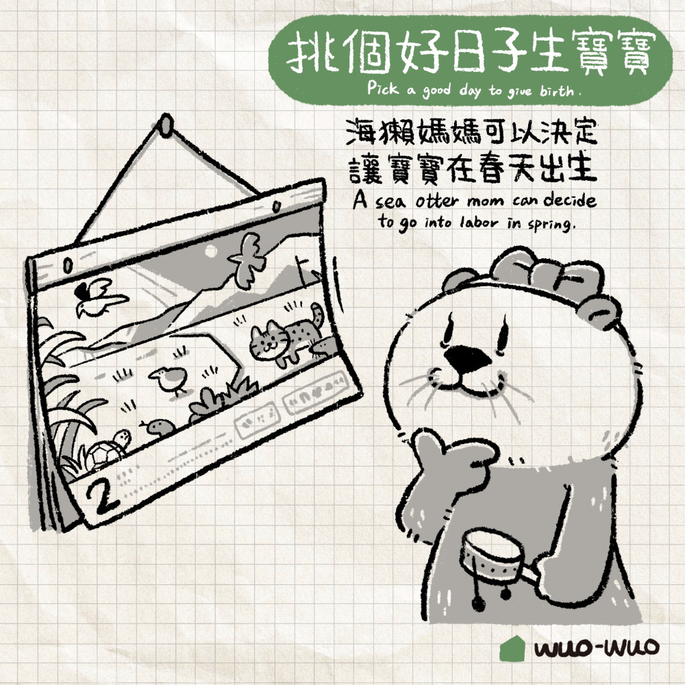 動物冷知識|海獺小秘密 - 窩窩|專注為動物發聲的獨立媒體