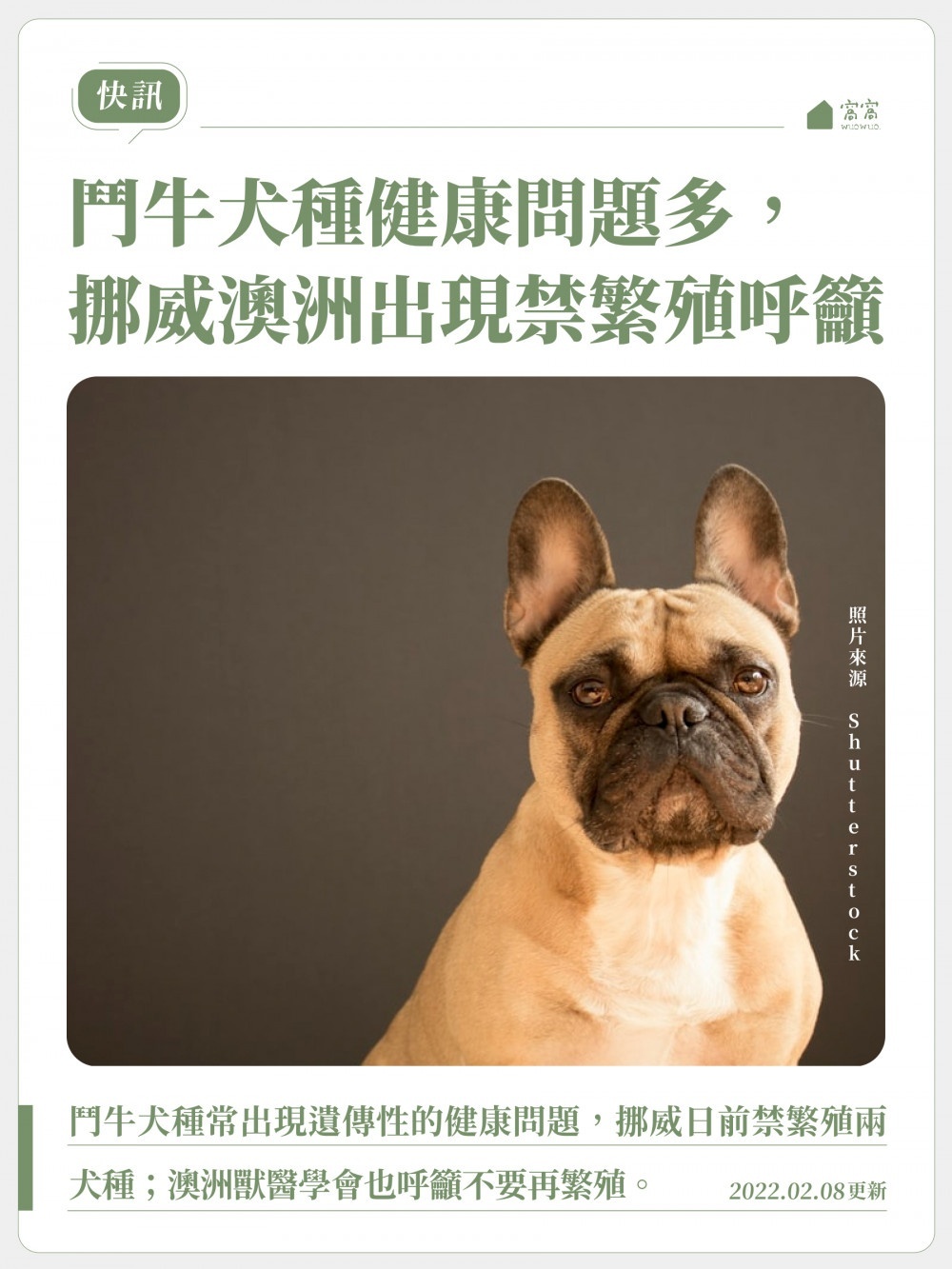 鬥牛犬種健康問題多 挪威裁定禁止繁殖 窩窩 專注為動物發聲的獨立媒體
