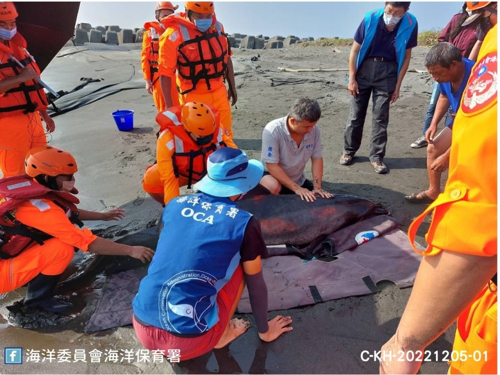 圖2海巡人員巡查員及志工至現場協助將活體印太瓶鼻海豚扶正保濕