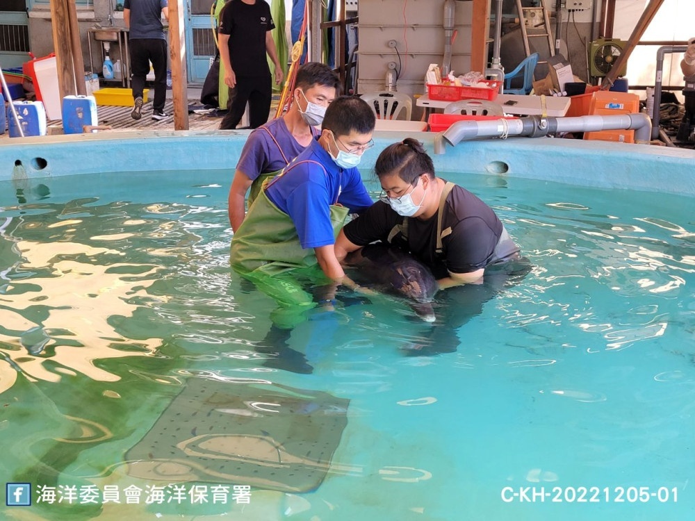 圖5擱淺印太瓶鼻海豚送入成大四草鯨豚搶救站由志工入池協助保定