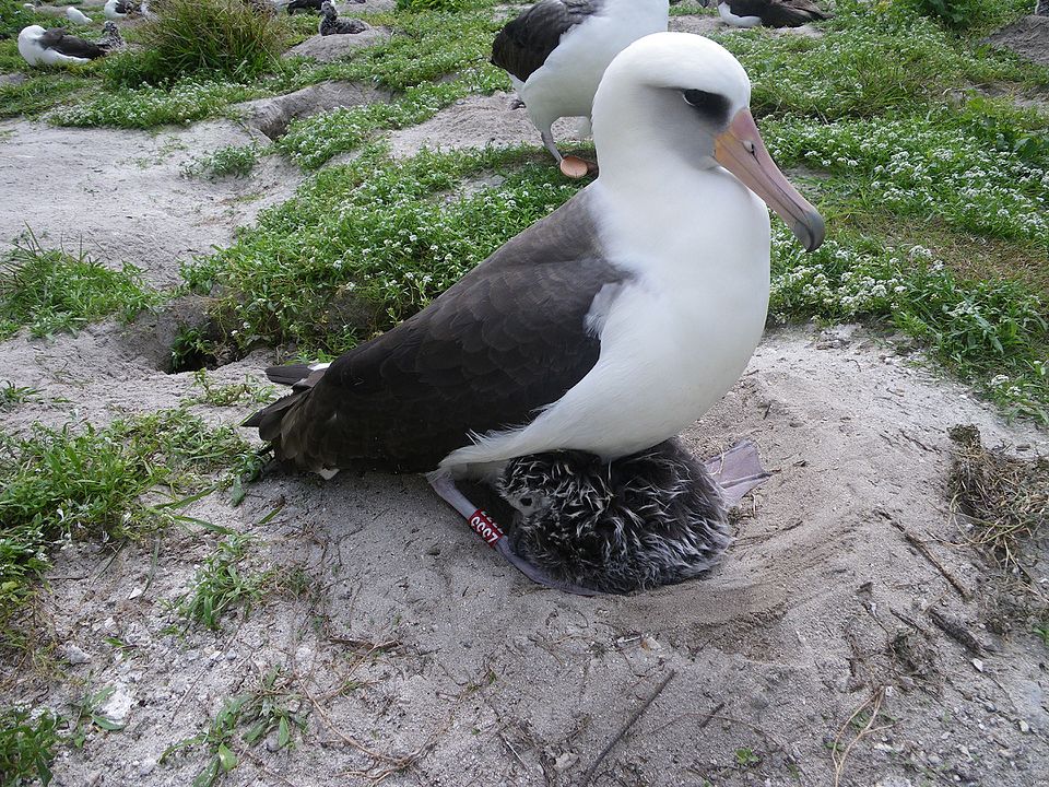 960px Laysan albatross fws