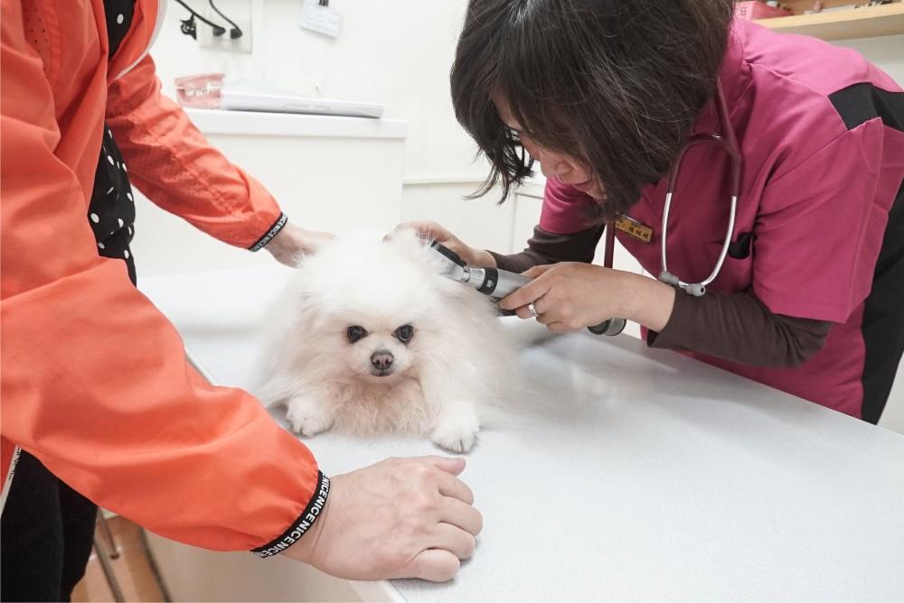 在還來得及時 好好愛牠 飼主必懂老犬失智症 窩窩 為牠發聲