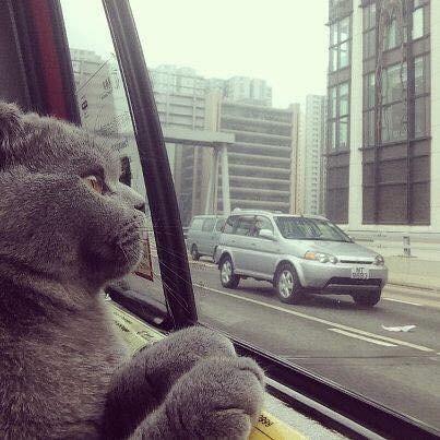 貓寶搭車