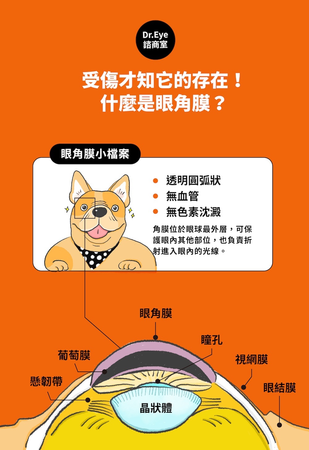 飼主都不該輕忽的 犬貓角膜潰瘍 懶人包 窩窩 專注為動物發聲的獨立媒體