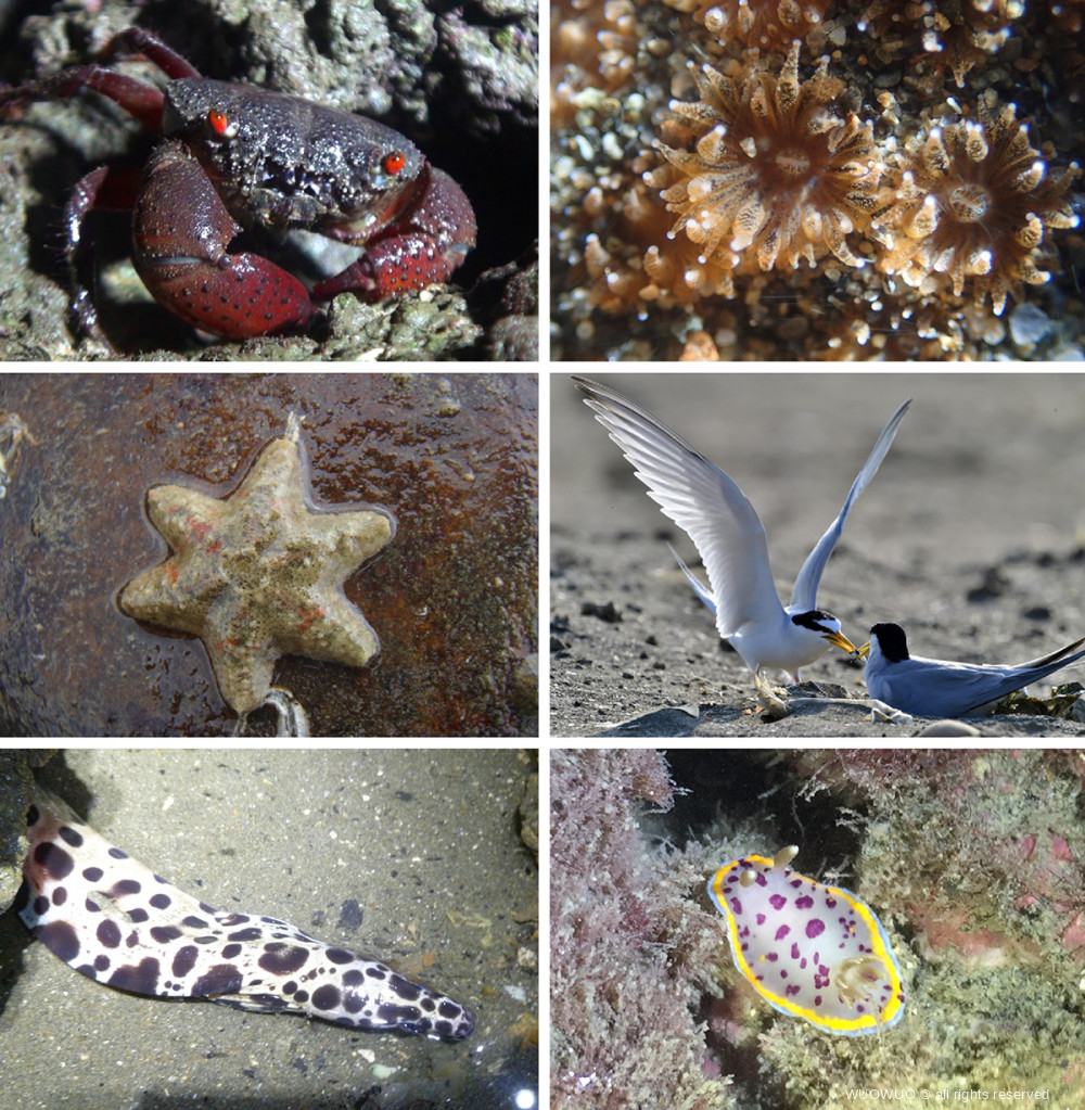 藻礁文章01篇 大潭藻礁的豐富生態