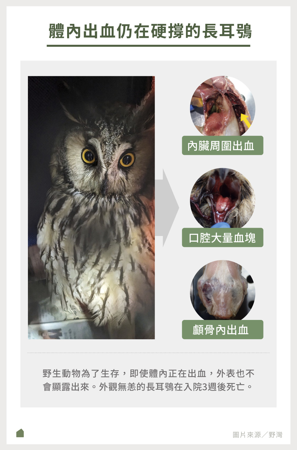 WildlifeEuthanasia102