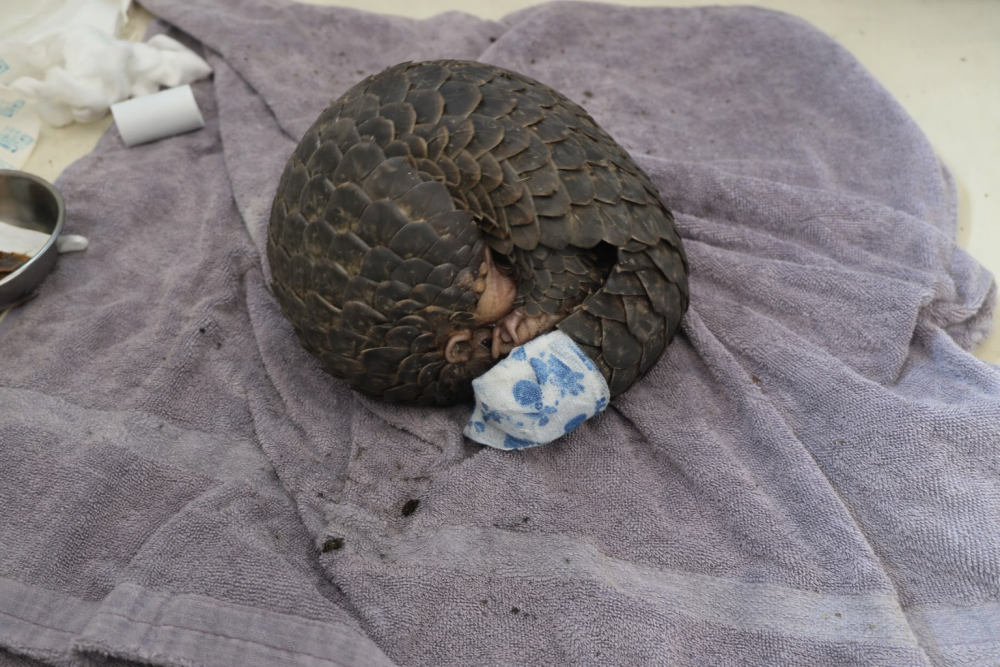 WildlifeEuthanasia106 3