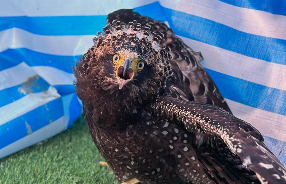 WildlifeEuthanasia107 2