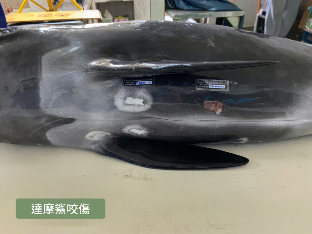 WildlifeEuthanasia201 3