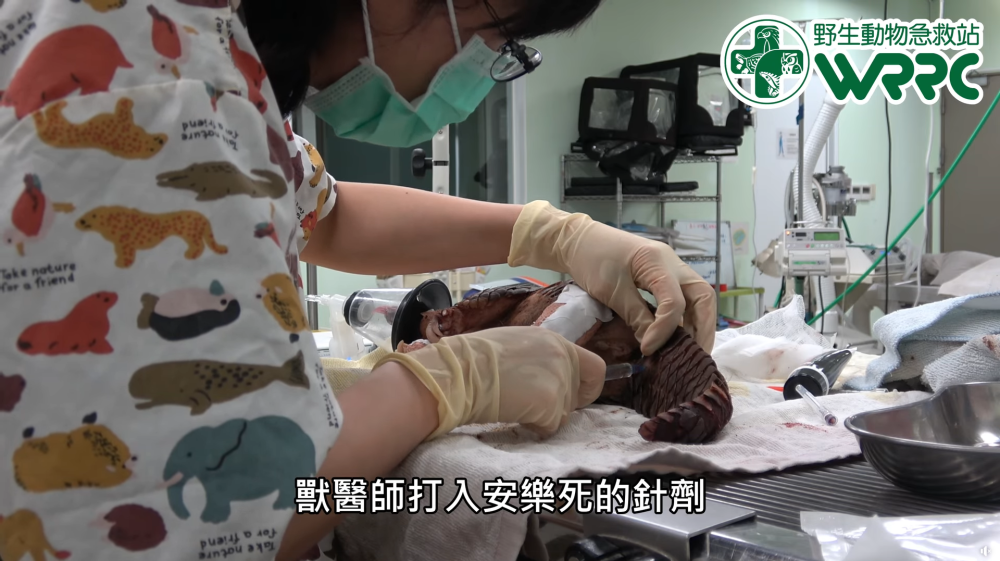 WildlifeEuthanasia201 3