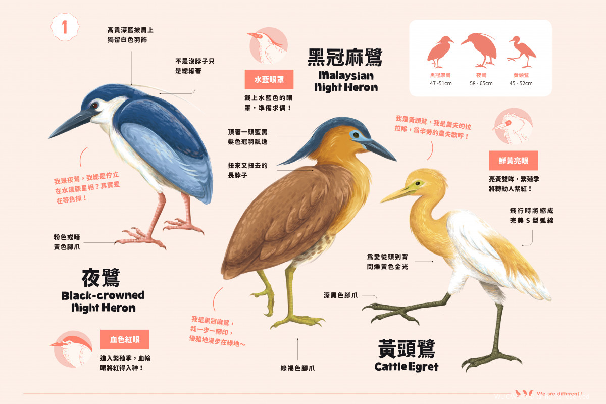 【我才跟牠不一樣!】黃頭鷺、夜鷺、黑冠麻鷺? - 窩窩|專注為動物發聲的獨立媒體