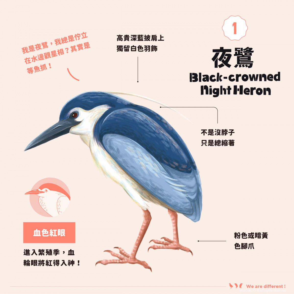 【我才跟牠不一樣!】黃頭鷺、夜鷺、黑冠麻鷺? - 窩窩|專注為動物發聲的獨立媒體