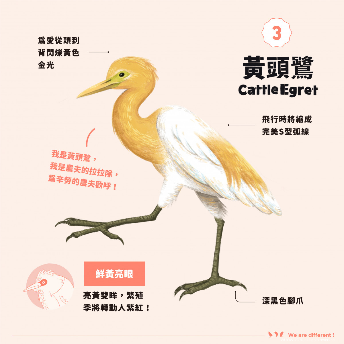 【我才跟牠不一樣!】黃頭鷺、夜鷺、黑冠麻鷺? - 窩窩|專注為動物發聲的獨立媒體