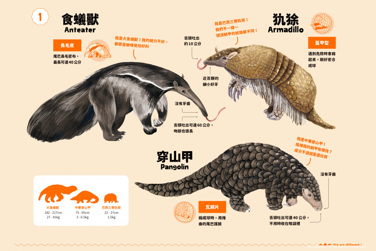 Armadillo 中文