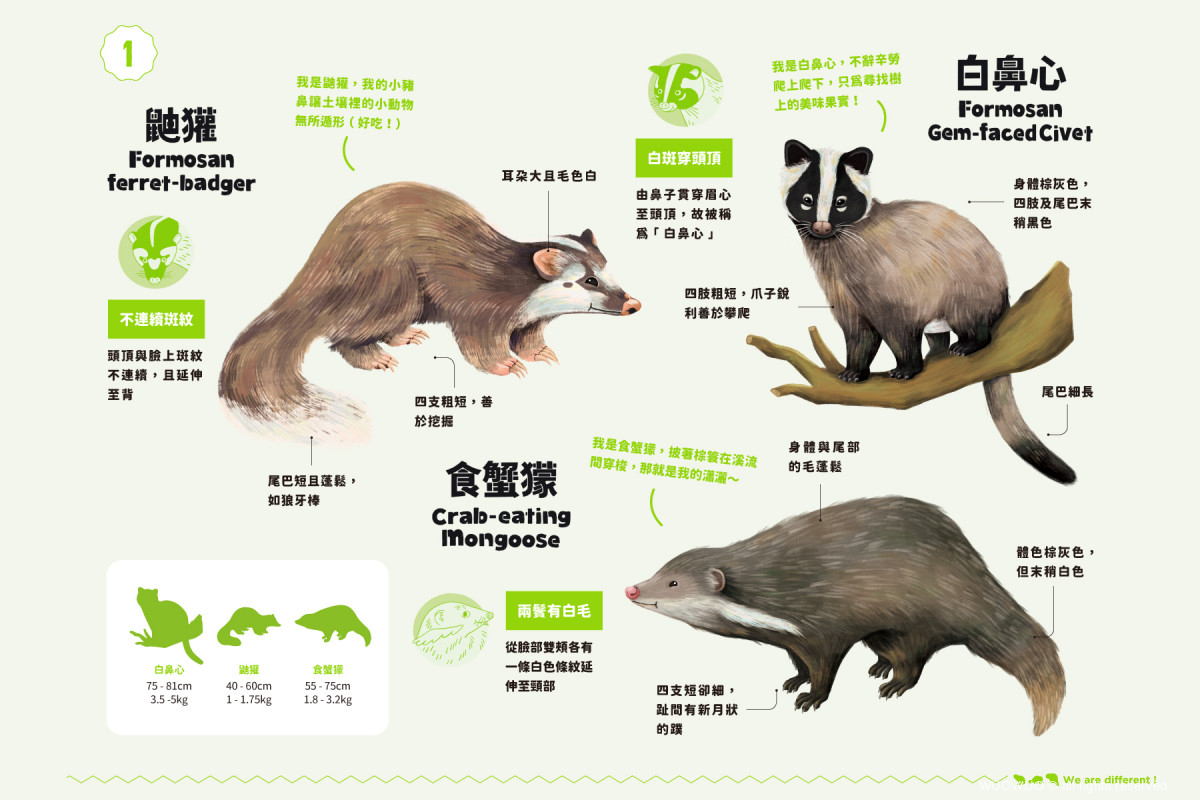 【我才跟牠不一樣!】鼬獾、白鼻心、食蟹獴? - 窩窩|專注為動物發聲的獨立媒體