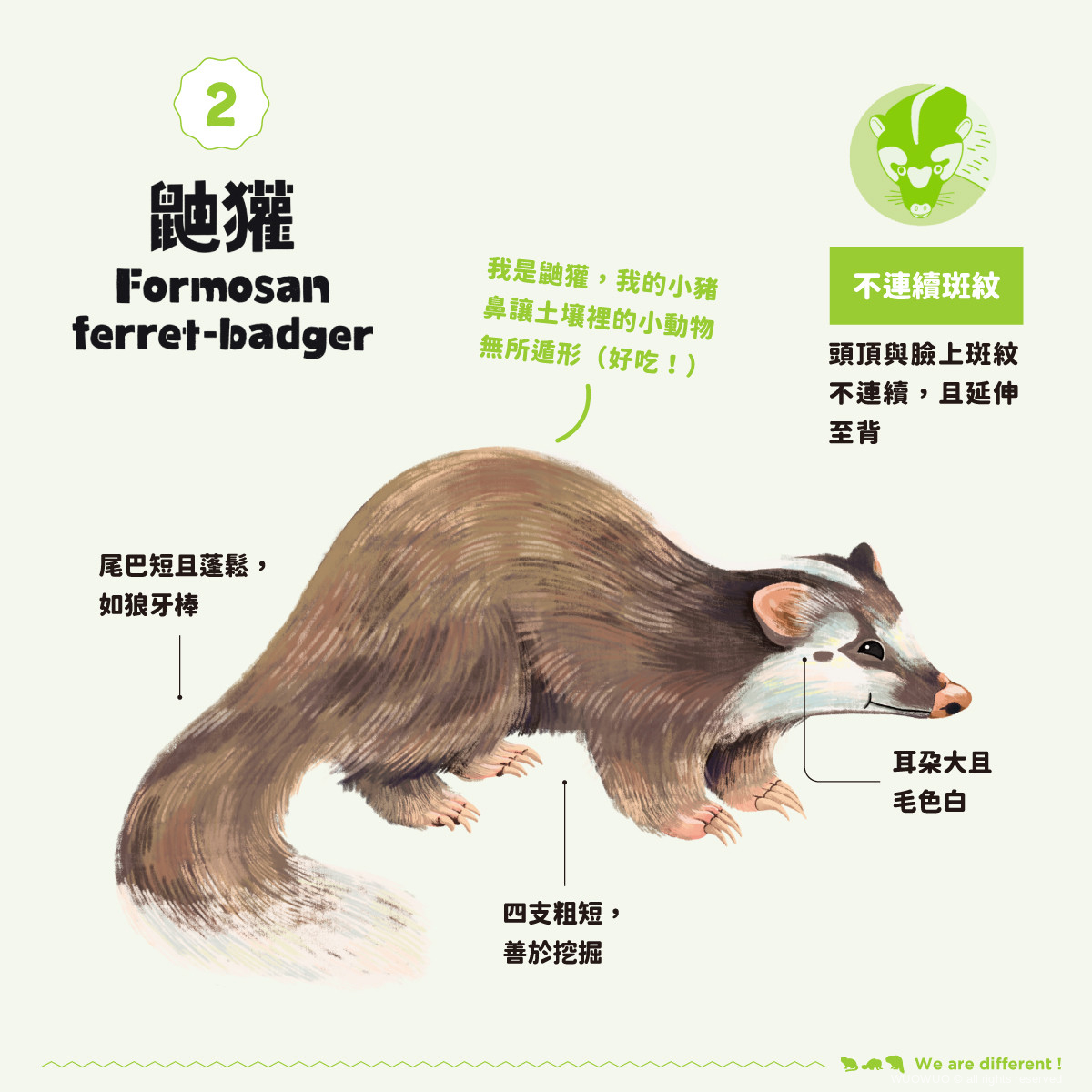 【我才跟牠不一樣!】鼬獾、白鼻心、食蟹獴? - 窩窩|專注為動物發聲的獨立媒體