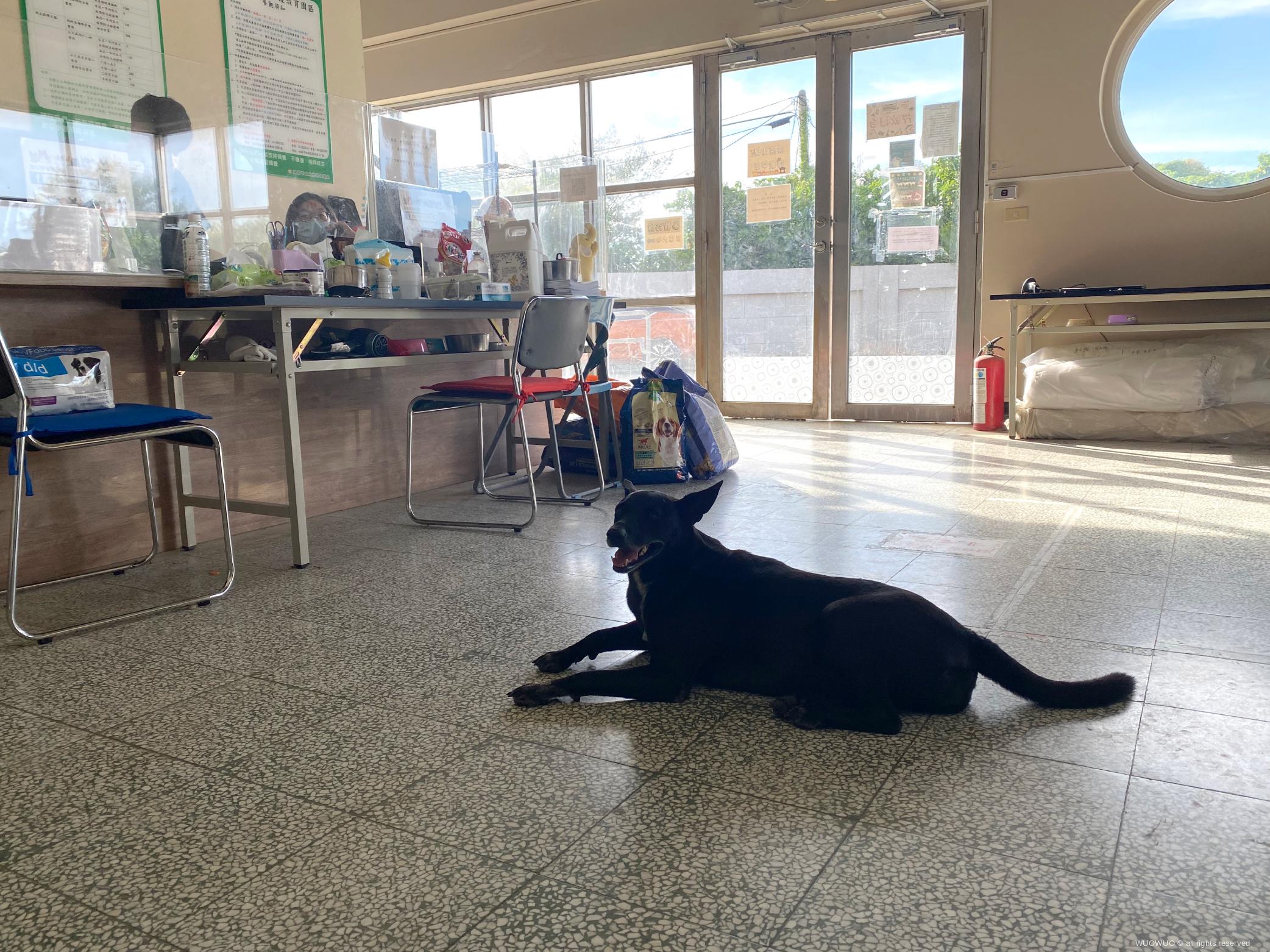再傳毒殺 桃園新屋收容所2園犬中毒死亡 窩窩 專注為動物發聲的獨立媒體