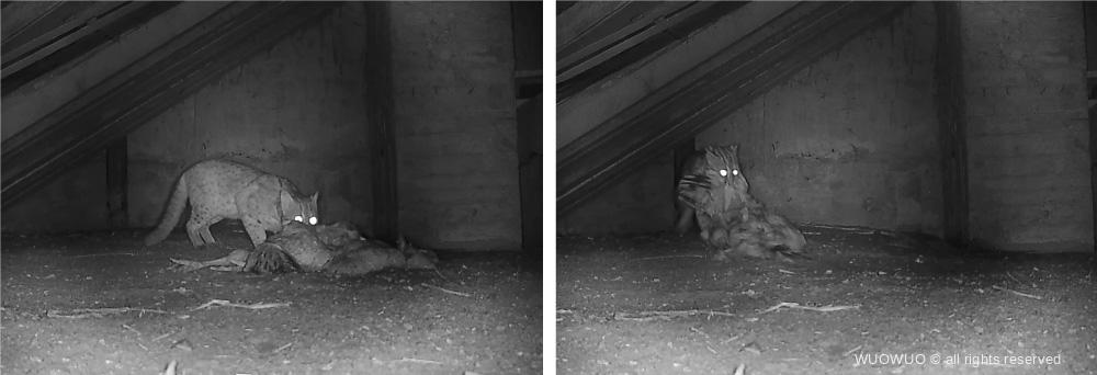 自動相機記錄到的石虎捕食雞隻圖片來源台灣石虎保育協會