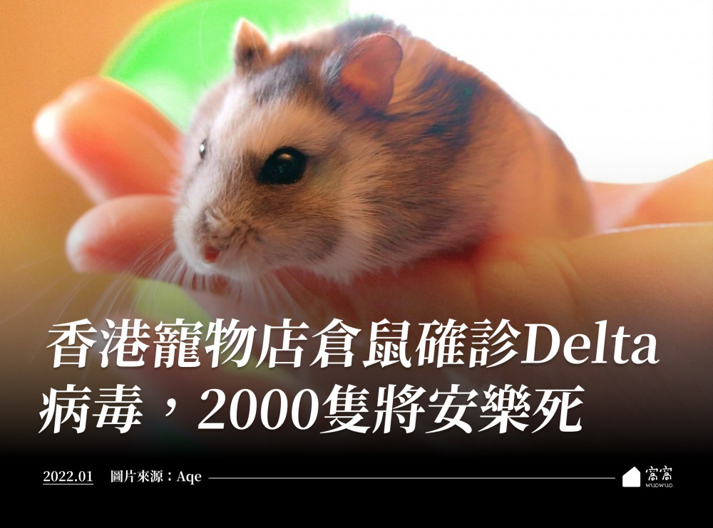 香港寵物店倉鼠確診Delta病毒，2000隻將安樂死- 窩窩｜專注為動物發聲的獨立媒體