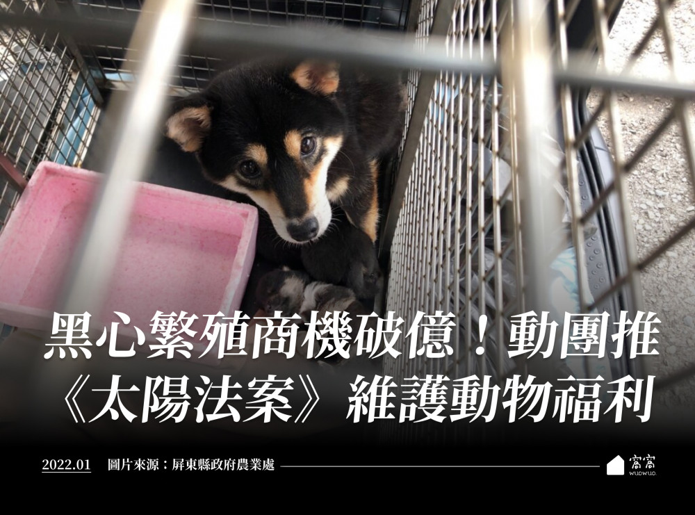 黑心繁殖商機破億 動團推 太陽法案 護動福 窩窩 專注為動物發聲的獨立媒體