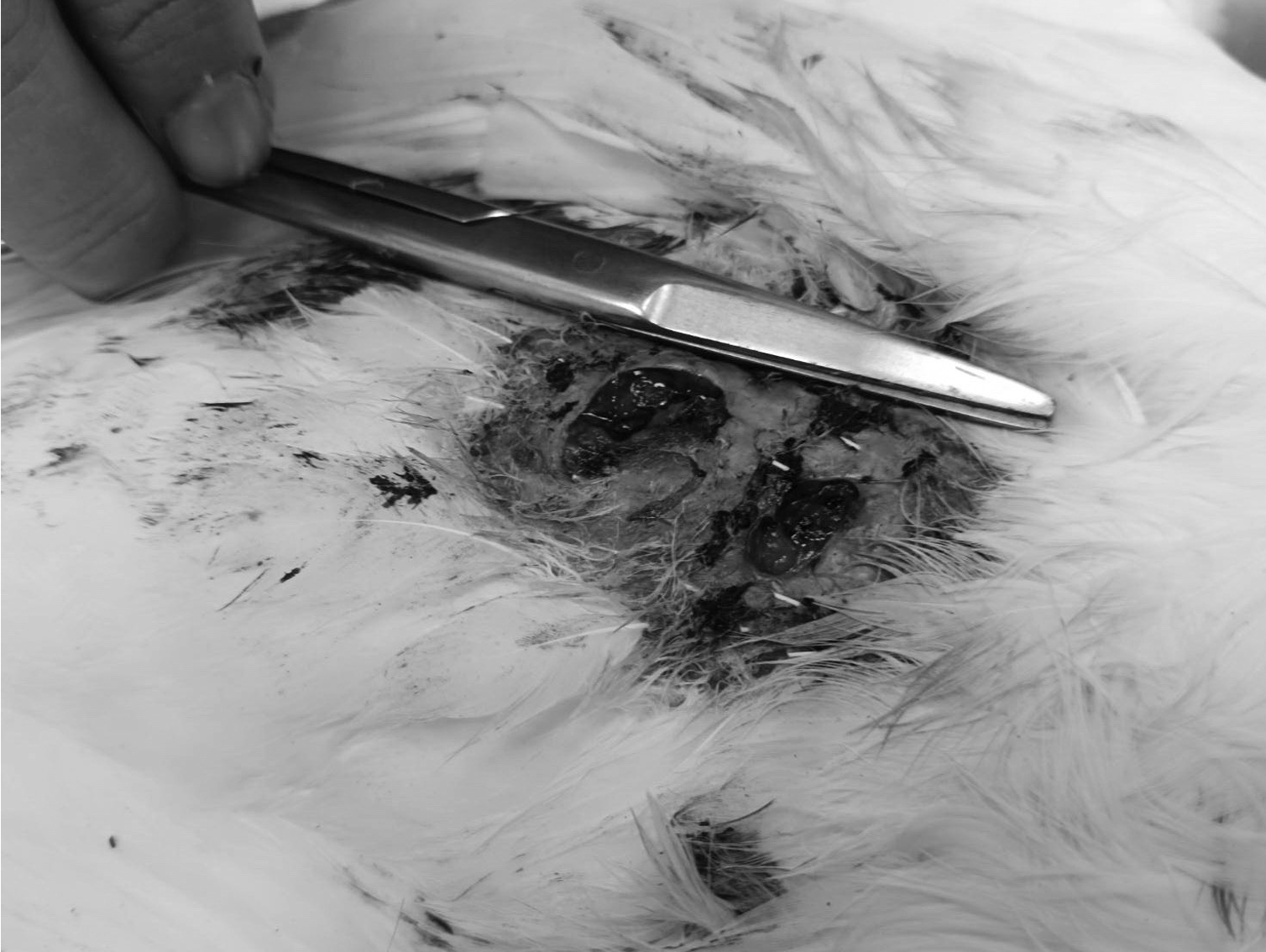 20260414 blackfaced 04