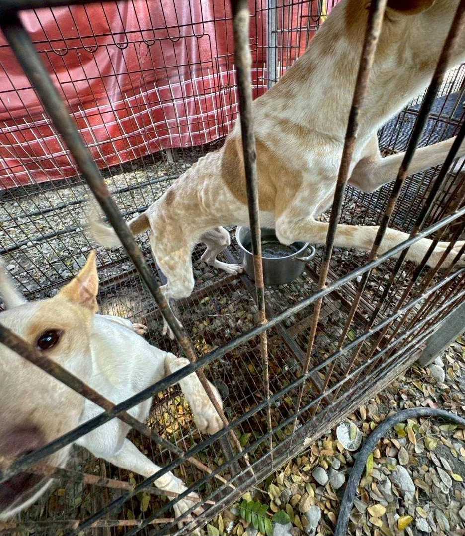 20260427 dogshelter 02