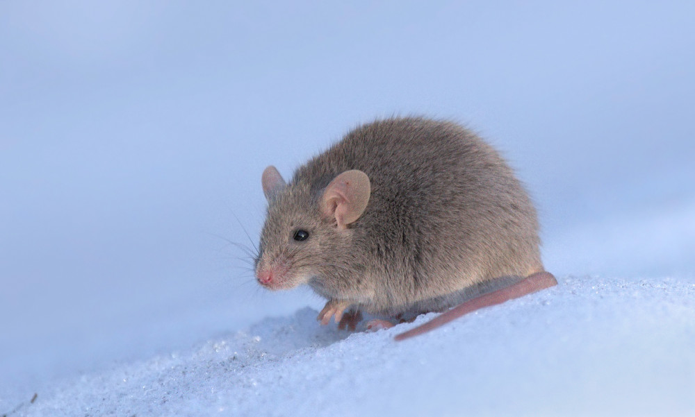 20260504rat04