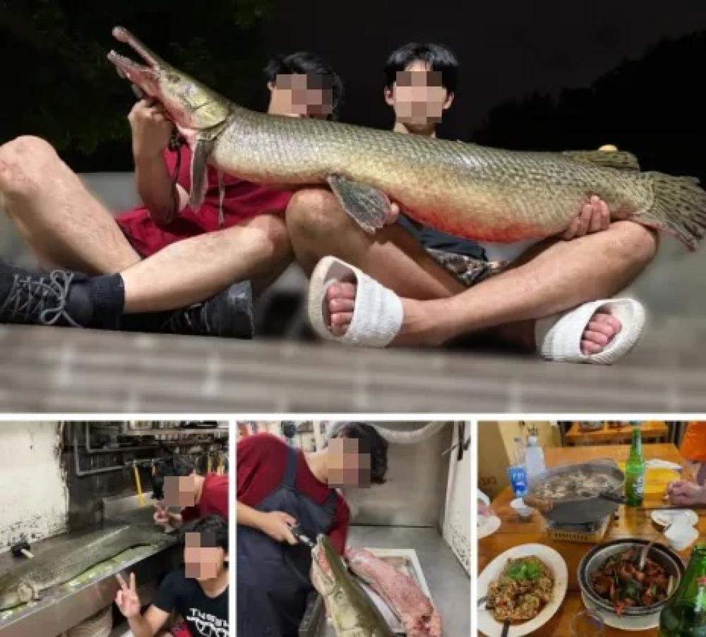 20260515AlligatorGar004