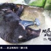臺灣黑熊斷掌悲歌——思念媽媽的三腳小熊