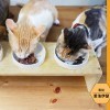 貓咪罐頭怎麼挑？口味、成分有學問——愛洛伊瑟能量花園專訪｜窩窩貓飲食專題