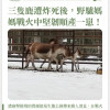 三隻鹿遭炸死後，野驢媽媽戰火中堅韌順產一崽！