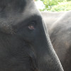 悲傷遊樂園—泰國曼谷Safari World 動物園 悲傷遊樂園—泰國曼谷Safari World 動物園