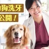 狗狗洗牙過程大公開！專訪艾利動物醫院劉洛筠醫師