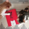 《貓飯：貓咪飲食聖經》－貓以食為天，貓奴必備工具書