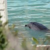 「甜蜜」卻孤獨而死的海豚媽媽——解析日本殘酷鯨類圈養產業真相（上）