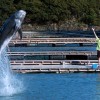 「甜蜜」卻孤獨而死的海豚媽媽——解析日本殘酷鯨類圈養產業真相（中）