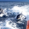 科學家困惑之動物的逆襲！？ 西班牙水域虎鯨撞擊船隻事件簿