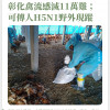 彰化禽流感撲殺11萬雞；可傳人H5N1野外現蹤